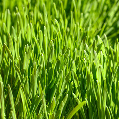 Fototapeta na wymiar Close up fresh green spring grass background