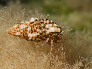 Striped hermit crab from Cyprus 