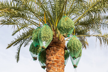 Unripe dates covered with mesh on a palm tree in Dubai