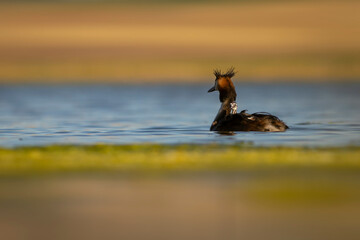Family. The mother duck carries her babies on her back. Colorful nature background. Great Crested Grebe. (Podiceps cristatus).