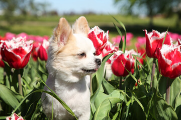 Cute Chihuahua dog among beautiful tulip flowers on sunny day