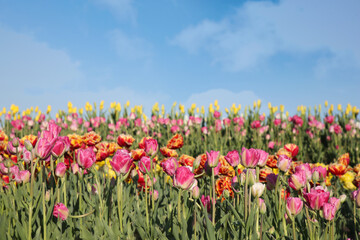 Beautiful colorful tulip flowers growing in field on sunny day