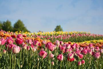 Beautiful colorful tulip flowers growing in field on sunny day