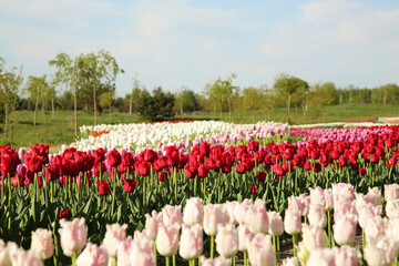 Beautiful colorful tulip flowers growing in field on sunny day