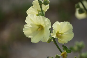 Obraz premium The bell will ring, 