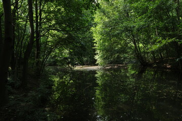 Fototapeta premium river in the woods