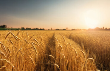 Obraz premium wheat field at sunset