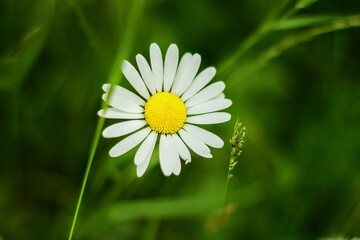 daisy in the grass