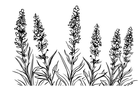 Floral botanical lavender flower hand drawn ink sketch.  Vector engraving illustration.