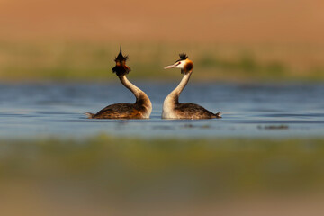 Family. The mother duck carries her babies on her back. Colorful nature background. Great Crested Grebe. (Podiceps cristatus).