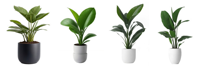 Indoor house plants in ceramic pots collection isolated on a transparent background, generative AI - Powered by Adobe