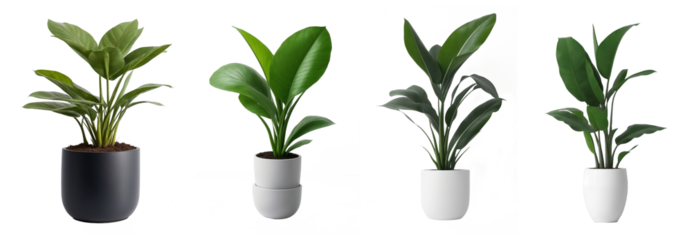 Indoor house plants in ceramic pots collection isolated on a transparent background, generative AI