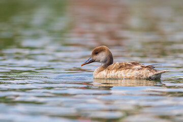 Swimming duck. Red-crested Pochard. (Netta rufina). Blue nature background.