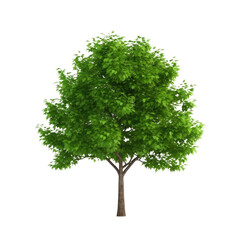 Fototapeta premium Tree isolated on transparent background. Generative ai
