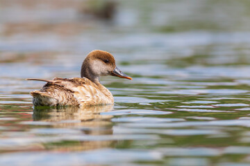 Swimming duck. Red-crested Pochard. (Netta rufina). Blue nature background.