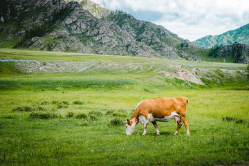 Fototapeta na wymiar Mountain valley on the Chuisky tract in summer with grazing cows. Altai Republic, Russia.