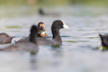 Swimming duck. Nature background. Common Pochard. (Aythya ferina).