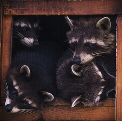 A friendly family of raccoons rest and watch over zoo visitors. Close up