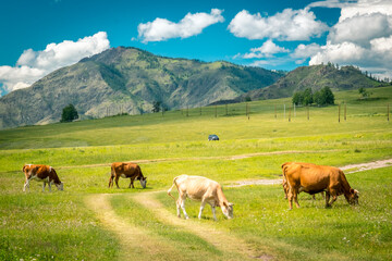Mountain valley on the Chuisky tract in summer with grazing cows. Altai Republic, Russia.