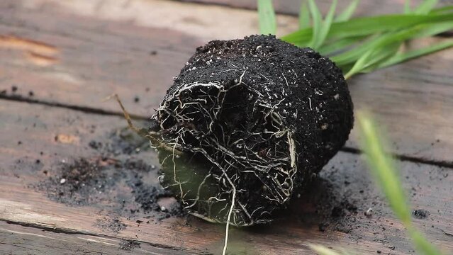 Palm Tree Resilience Captivating Footage of Washingtonia Robusta Roots