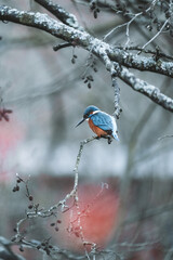 Eisvogel im Winter