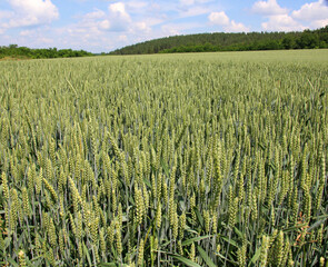 In the field growing green winter wheat