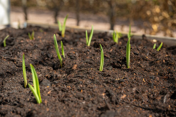 Garlic growing in pallet garden in early spring.