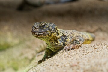 agama on a rock