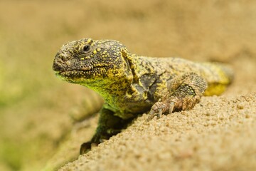agama on a rock