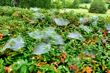 Bank of cyclamen covered in webs from the Hammock Weaver Spider (Linyphia triangularis) and...