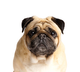 Close-up portrait of a purebred cute pug dog on a white background.