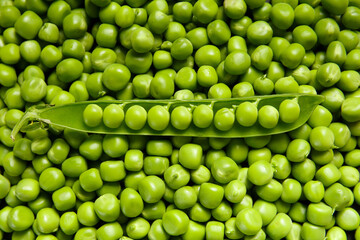 An open pod of fresh green peas lies on pea grains, top view. Background of sweet green peas.