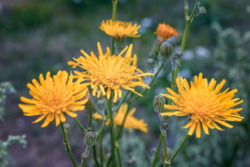 Crepis sibirica, branch with yellow flowers from Ural mountains against green background.