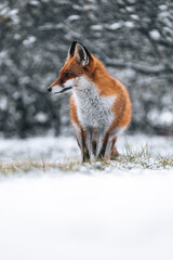 Fuchs im Winter