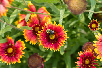 Gaillardias and a bee