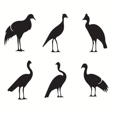 Cassowary silhouettes and icons. Black flat color simple elegant Cassowary animal vector and illustration.	