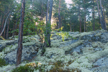 Felsen im Wald überwachsen mit Flechten und Moose. Gesehen auf dem Pilgerweg Olavsweg, Gudbrandsdalsleden bei Otta, Innlandet in Norwegen.