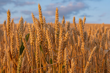 Ears of wheat ripen on the field