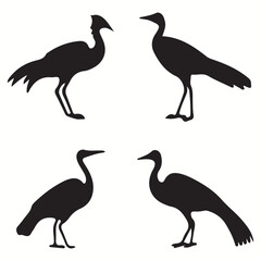 Cassowary silhouettes and icons. Black flat color simple elegant Cassowary animal vector and illustration.	