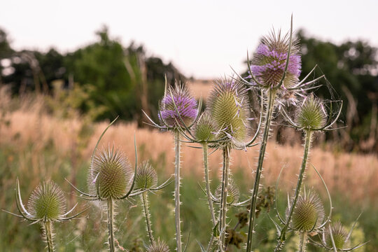 Photograph of a dispacus plant blooming in a field at sunset