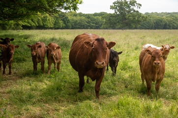 Cow domestic animals in a farmland outdoor.