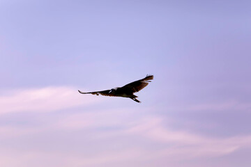 Flying bird. Purple sky background. Bird: Black-crowned Night Heron. (Nycticorax nycticorax)