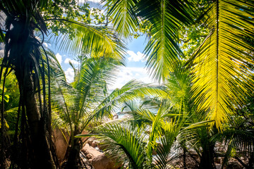 Tropical palm tree with sun light. A tropical forest. Palm leaves close up. Vacation and nature...