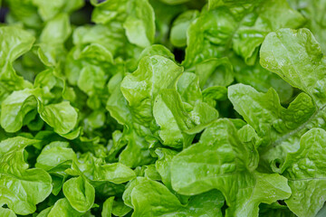 Vibrant lettuce leaves growing in a Sussex garden, with selective focus