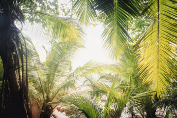 Naklejka premium Tropical palm tree with sun light. A tropical forest. Palm leaves close up. Vacation and nature travel adventure concept.