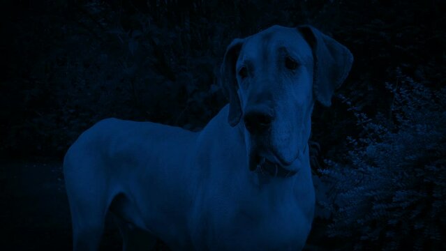 Big Great Dane Guard Dog Outside At Night
