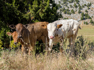 Obraz premium cute gaze of cows in the highland