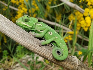 green lizard on a branch