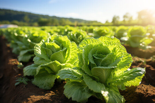 Gemüseanbau - knackig frischer Blattsalat auf einem Feld in der Nachmittagssonne, Generative AI