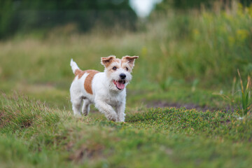 Jack russel terrier run on green spring field